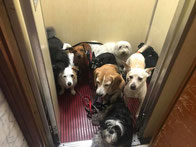 Cani e Regolamento Condominiale